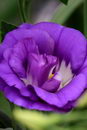 Lisianthus
